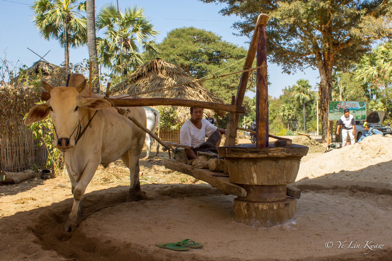 Traditional Oil Press